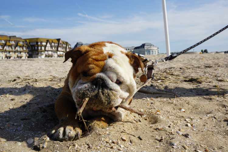 bjjs_teaser_trouville_3.jpg