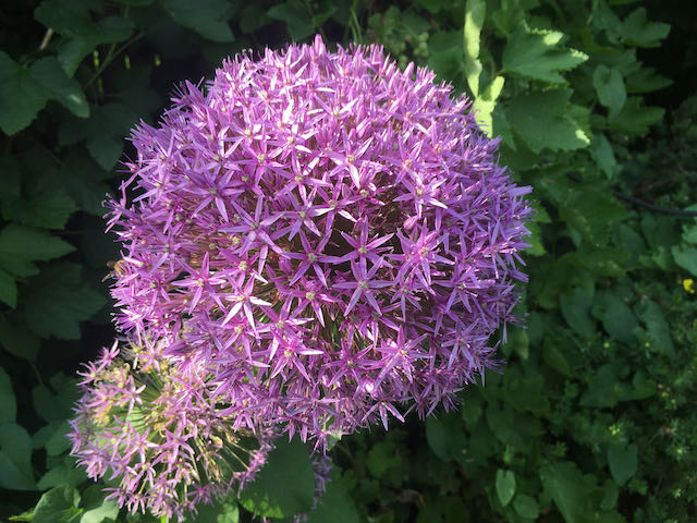 haus_garten_blog_teaser_alium
