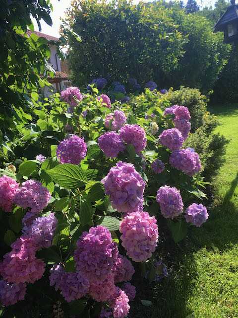 haus_garten_blog_teaser_blumen_ballenhortensien