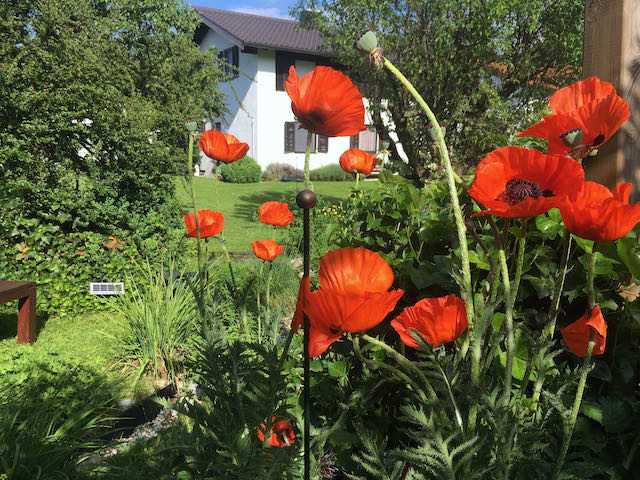 haus_garten_blog_teaser_blumen_mohn
