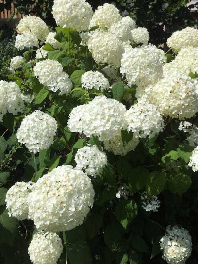 haus_garten_blog_teaser_blumen_rispenhortensien
