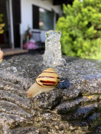 haus_garten_blog_teaser_brunnen_schnecke