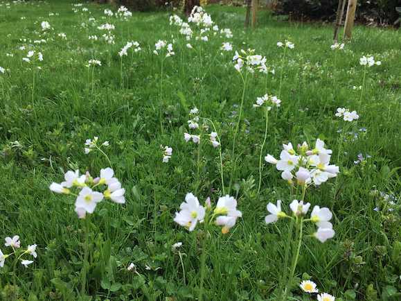 haus_garten_blog_teaser_rasen_blumen