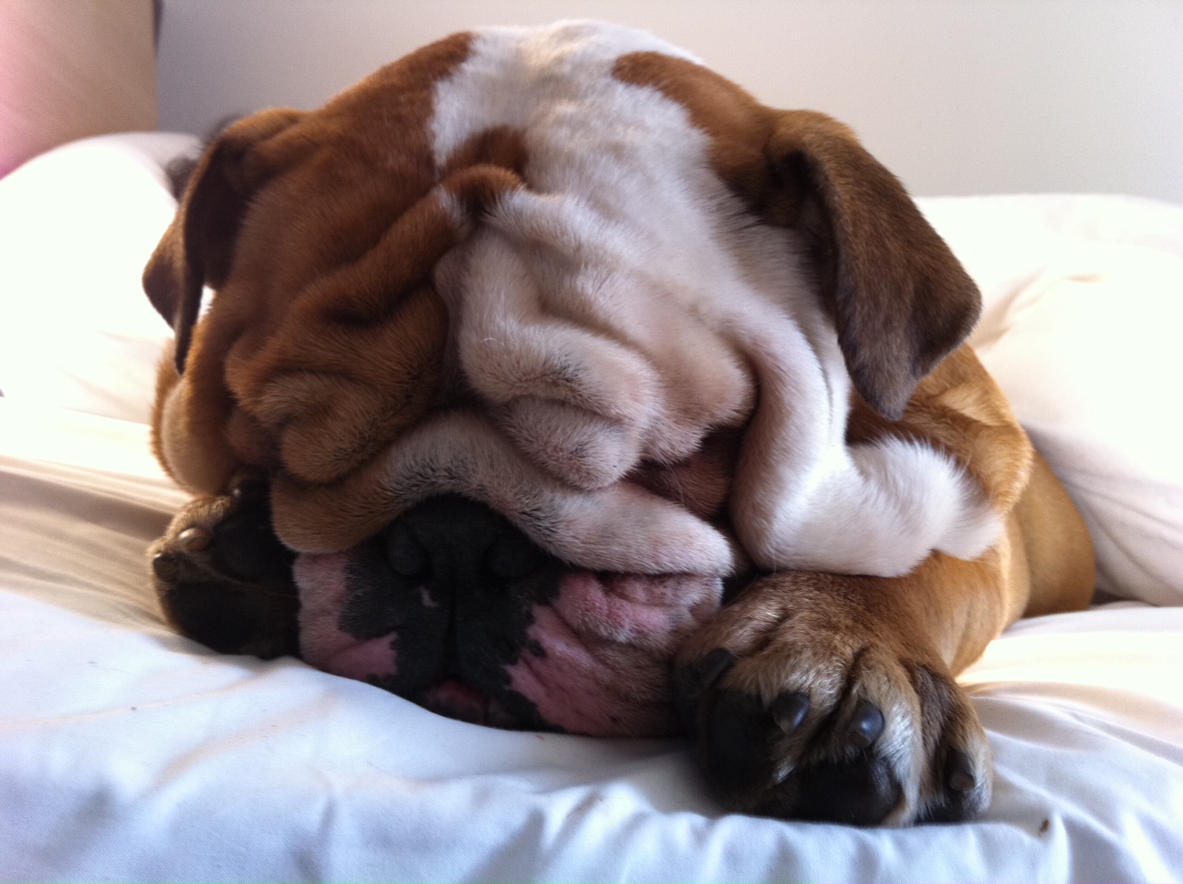 Jacky & Joker - The Bulldogs